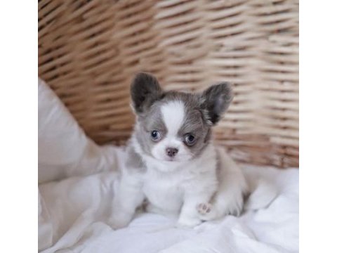 Xs dişi erkek safkan chihuahua yavrularımız