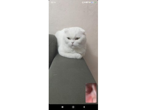 Sakin scottish fold prens