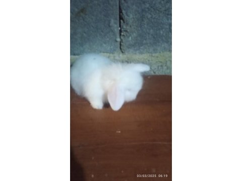 Teddy lop tavşanı yavrular