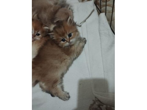Golden british longhair bebek