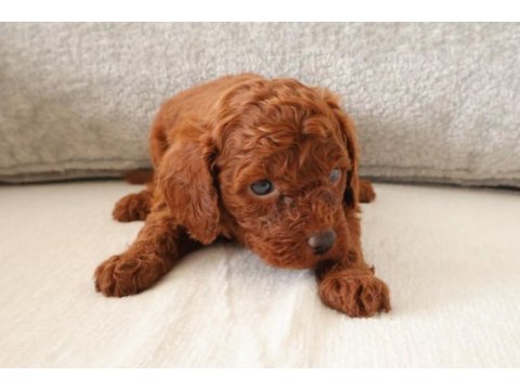 Red toy poodle yavrularımızı rezerveye açtık.