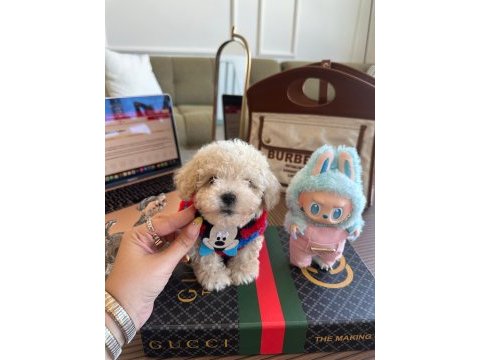 En güzel maltipoo