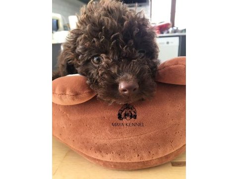 Şecereli lagotto romagnolo