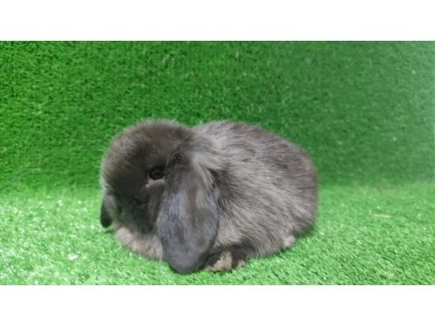 Mini lop tavşanı