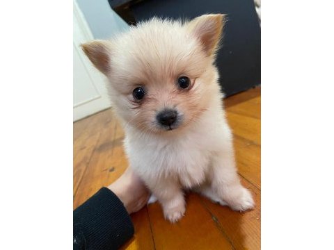 Pomeranian yavrular