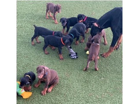 Izin belgeli üretim çiftliğinden doberman kapıda öde