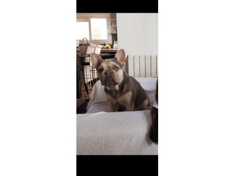 Kardeş french bulldog sahiplendirme