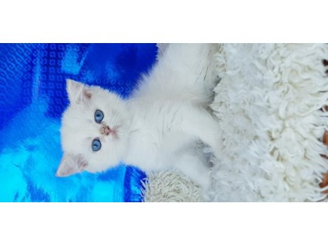 Orijinal british shorthair erkek ny1233