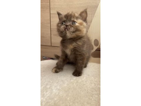 British shorthair dişi karamel renk
