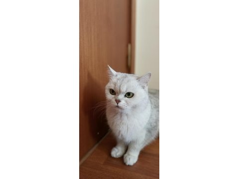 Şecere belgeli çipli tam aşılı scottish straight