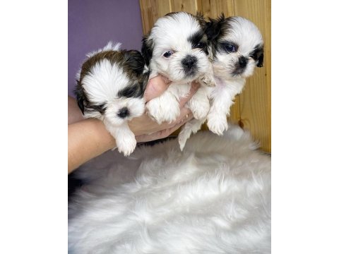 Dünya tatlısı shih tzu yavruları