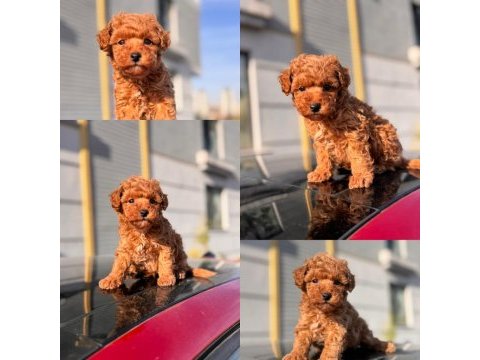 Birbirinden güzel toy poodle yavrular