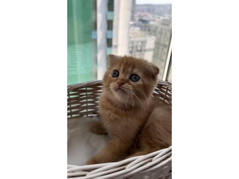 Scottish fold 2 aylık erkek yavru