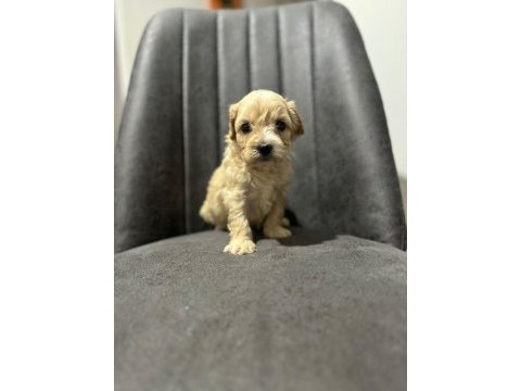 Maltipoo kapıda ödeme ve kredi kartı imkânı mevcuttur