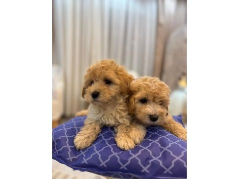 Tüy yumağı maltipoo