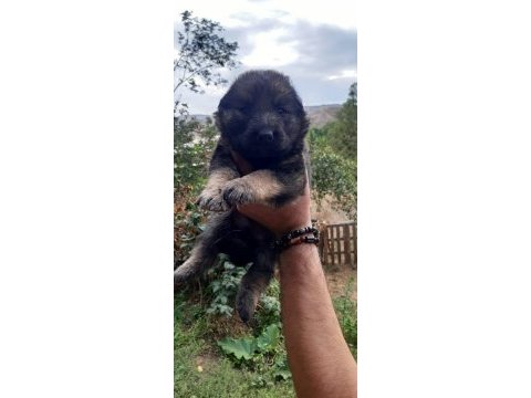 Alman kurdu yavruları sable siyah ve normal renk