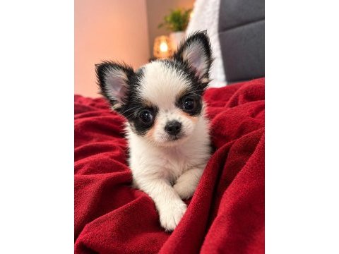 Mikro teacup boy xxsmall mükemmel anatomi şivava