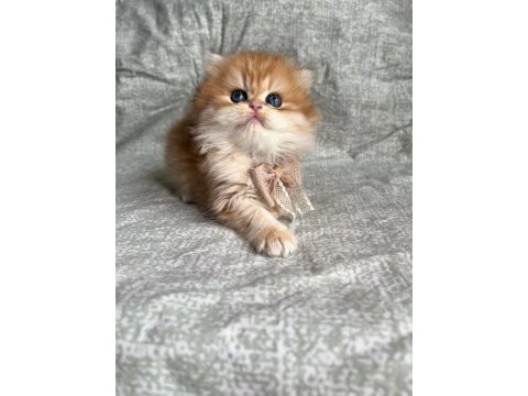 British longhair golden