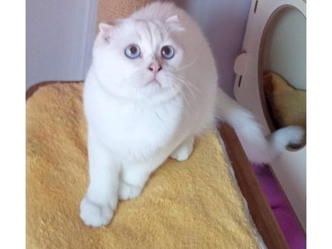 Scottish fold erkekler