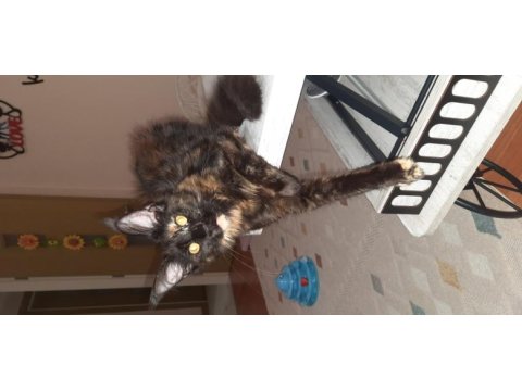 Maine coon tortie