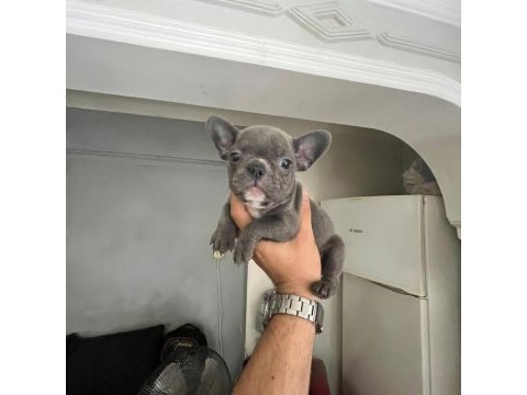 Sağlık ve ırk garantili french bulldog yavrularımız 
