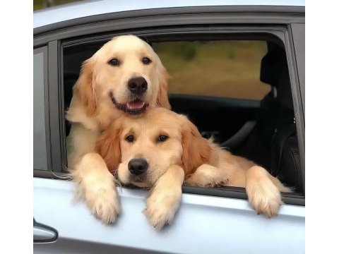 Ruhsatlı köpek çiftliğinden golden retriever yavrular