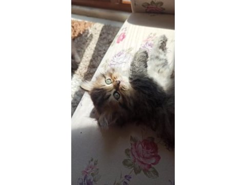 Safkan chinchilla kediler