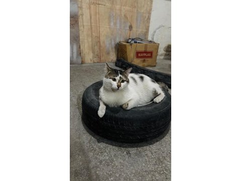 Mırmır kedimiz yuva arıyor kayseri ve çevre iller