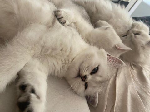 Scottish fold british straight