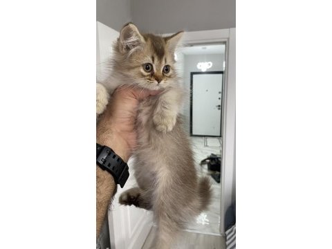 İki güzel kardeş kedimiz