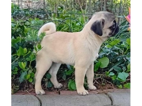 Harika pug bebekler