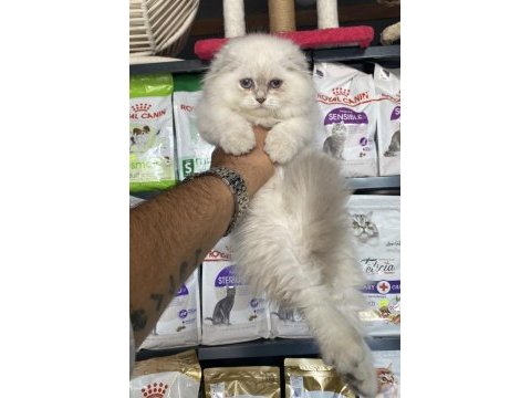 Scottish fold ırkının en güzeli
