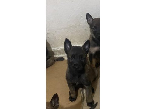 45 günlük belçika malinois