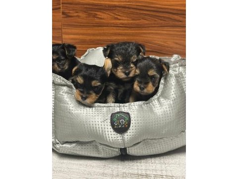 Çok tatlı yavru yorkshire terrier