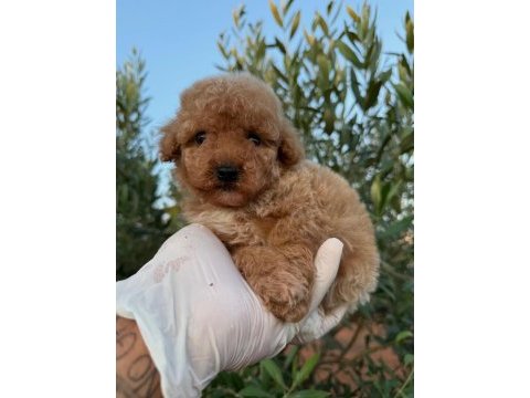 Toy poodle bebekleri