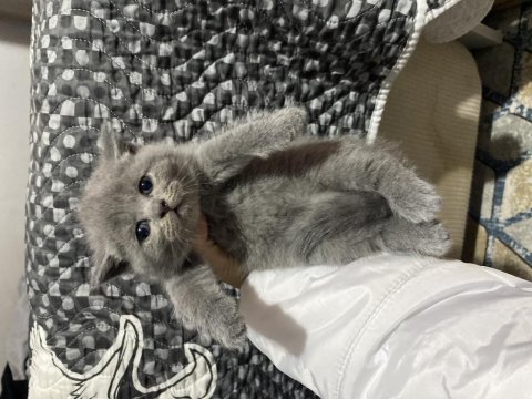 Safkan british shorthair yavrular