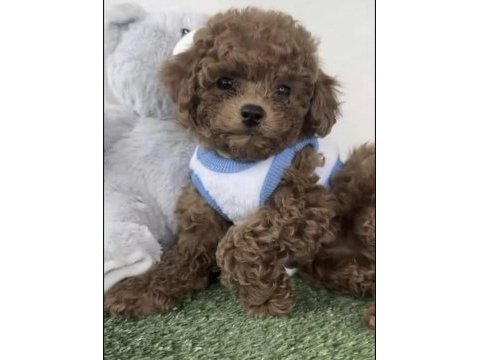 Toy poodle yavru