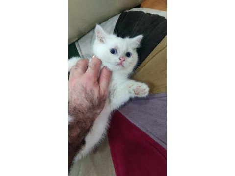 British shorthair minnak erkekler