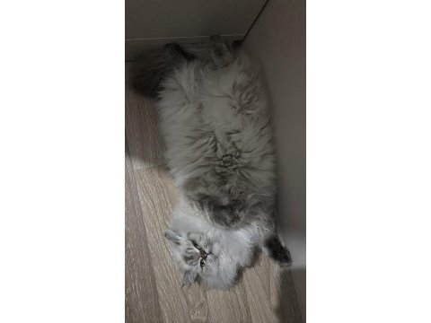 British longhair badem kızımıza yeni yuva arıyoruz