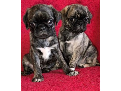 Egzotik renk pug mops