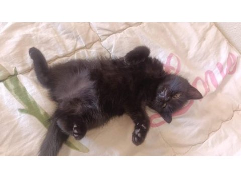 British shorthair çiko babalık hakkımız