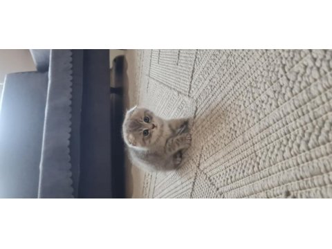 2 aylık dişi kedimiz sahiplendirme