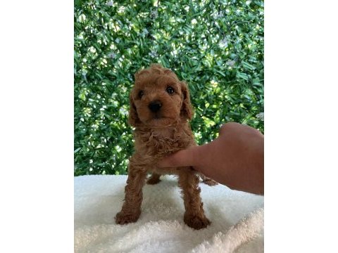 Kilo ve boy garantili toy poodle yavrularım