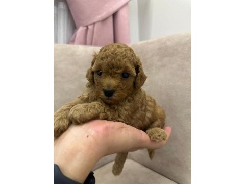 Poodle köpekler satılıktır