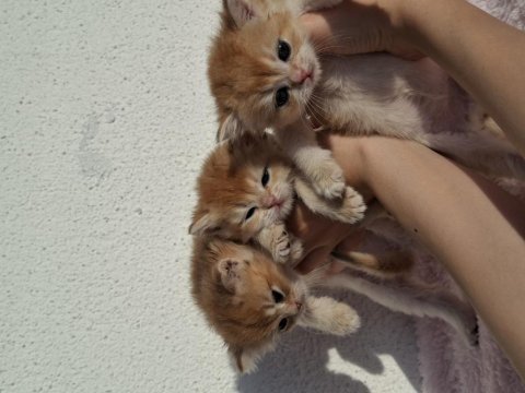 Safkan british longhair ve shorthair yavrular