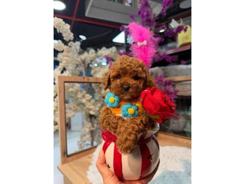 Toy poodle garantili bebekler