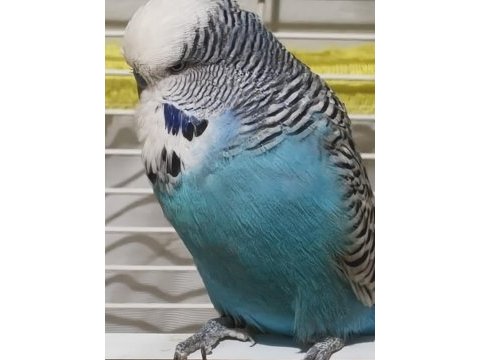 Bilezikleri muhabbet kuşu jumbo iri erkek dişi takım