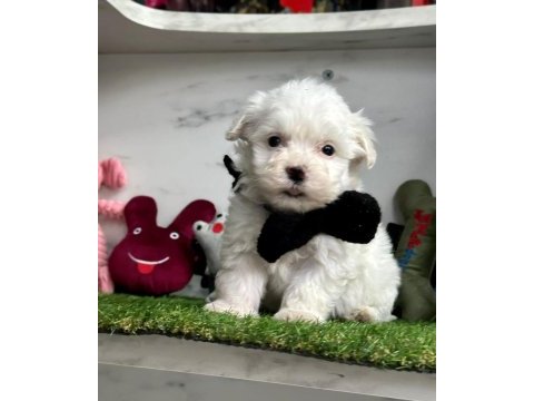 Maltese terrier köpekler