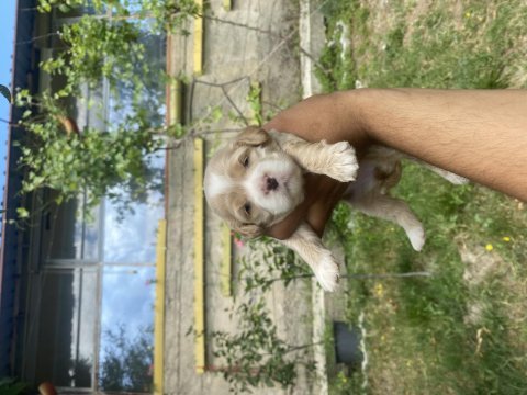 Maltipoo yavrularımız