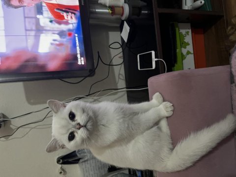 5 aylık british shorthair